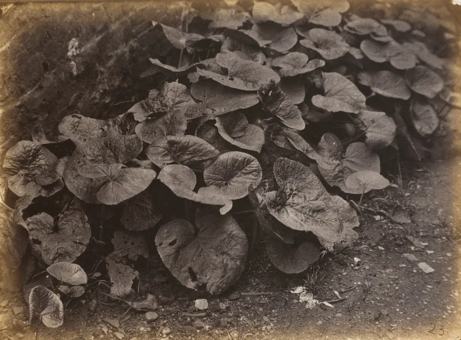 Plant Study by Robert Burrows