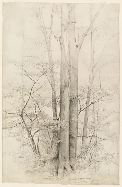 A Stand of Trees