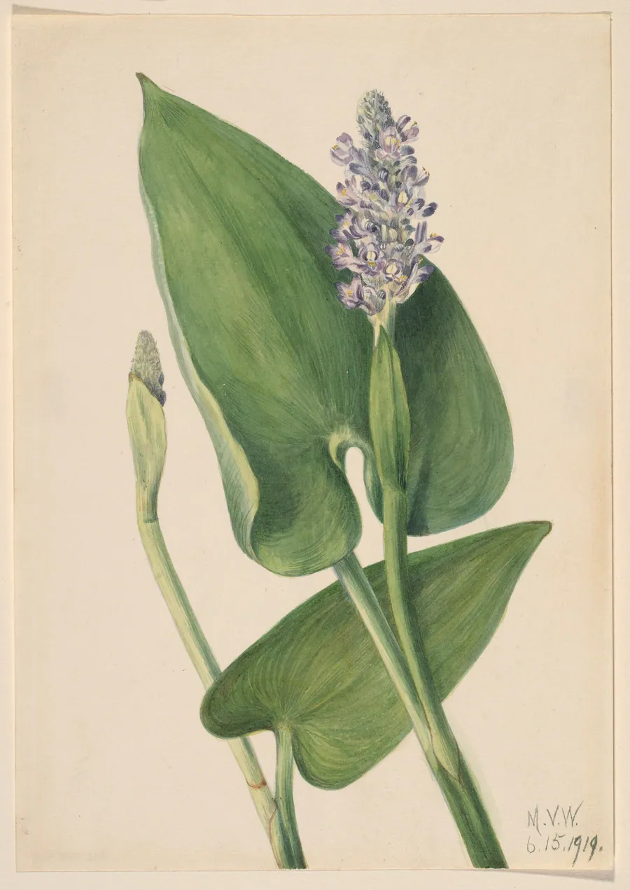 Pickerelweed (Pontederia cordata) by Mary Vaux Walcott, born Philadelphia, PA 1860-died St. Andrews, New Brunswick, Canada 1940