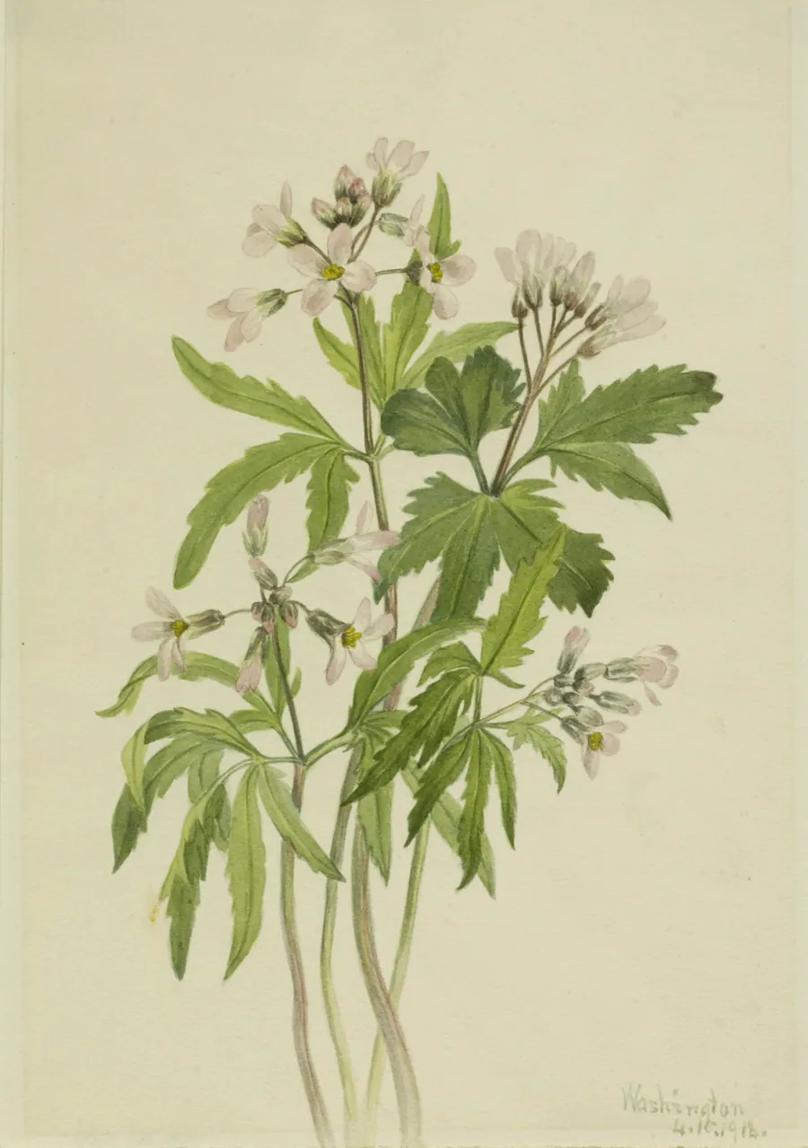 Cut Toothwort (Dentaria laciniata) by Mary Vaux Walcott, born Philadelphia, PA 1860-died St. Andrews, New Brunswick, Canada 1940
