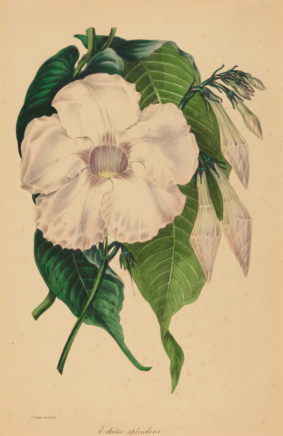 Echites splendens by Samuel Holden