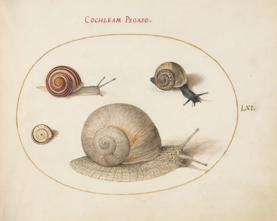 Plate 61: Four Snails by Joris Hoefnagel