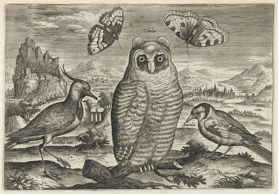 Lapwing, Long Eared Owl, and Goldfinch by Adriaen Collaert