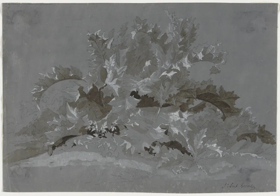 Study of Weeds by Jean Antoine Linck