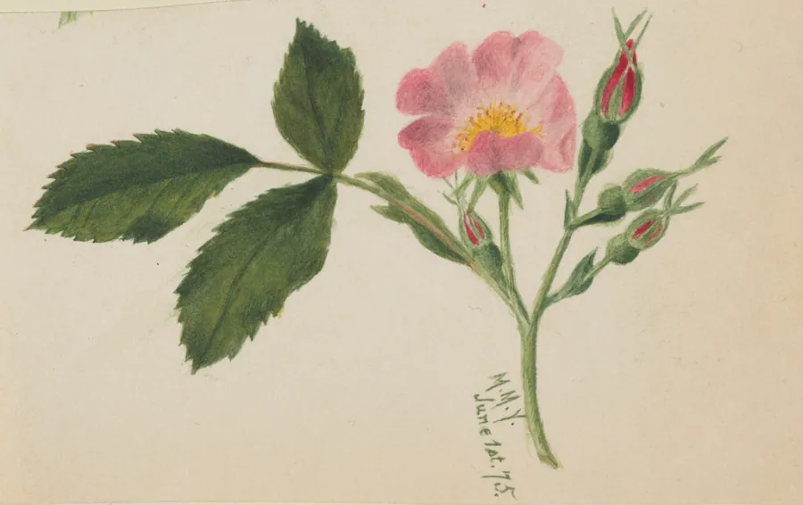 Pink Rose by Mary Vaux Walcott, born Philadelphia, PA 1860-died St. Andrews, New Brunswick, Canada 1940
