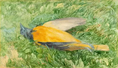 Golden Robin (Northern Oriole)