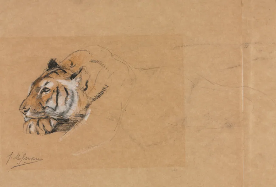 Tiger by John Macallan Swan