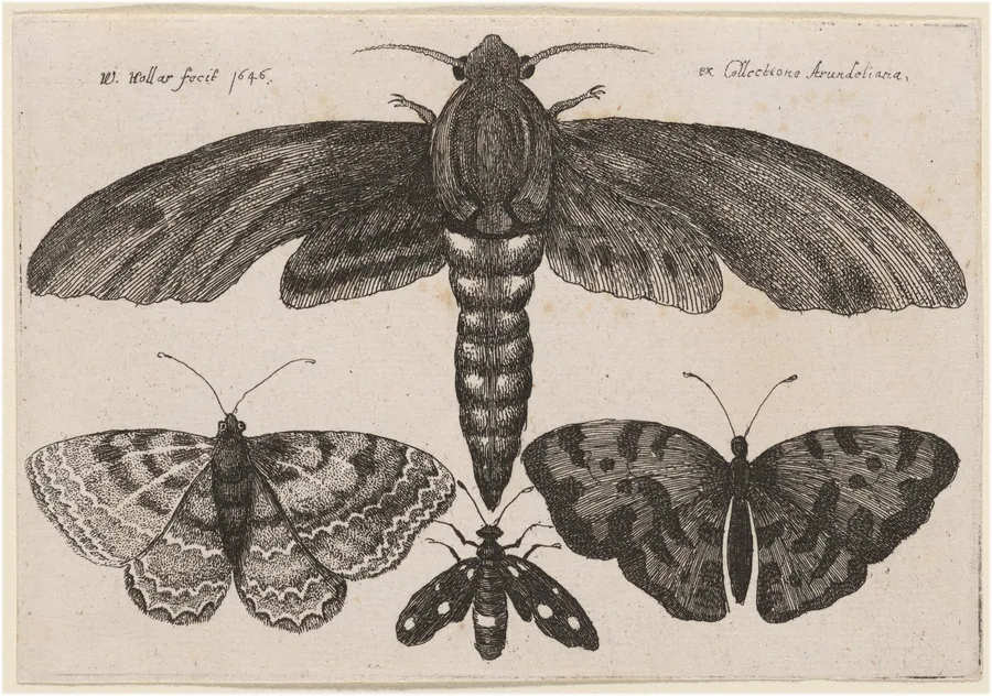 Moth and Three Butterflies by Wenceslaus Hollar