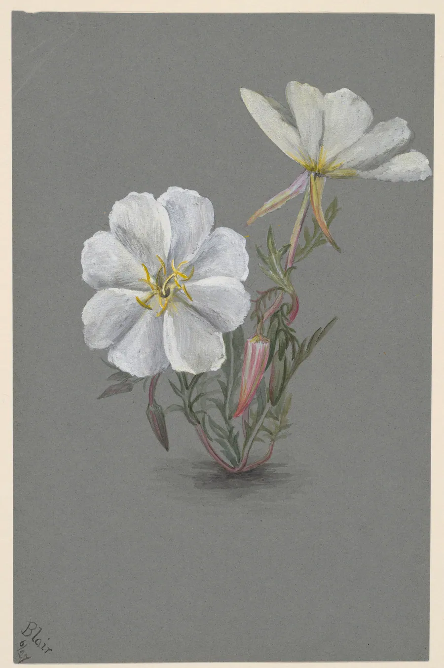 Giant Helleborine (Epipactia gigantea) by Mary Vaux Walcott, born Philadelphia, PA 1860-died St. Andrews, New Brunswick, Canada 1940