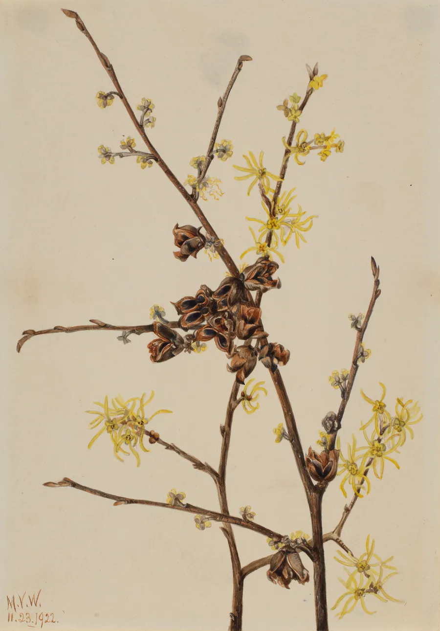 Witch Hazel (Hamamelis virginiana) by Mary Vaux Walcott, born Philadelphia, PA 1860-died St. Andrews, New Brunswick, Canada 1940