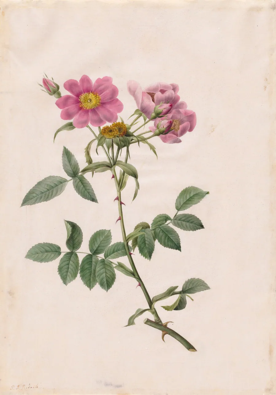 Rosa Collina Monsoniana by Pierre-Joseph Redouté