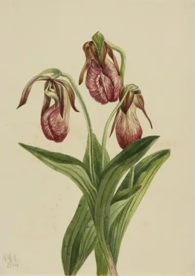 Moccasin Flower (Cypripedium acaule)