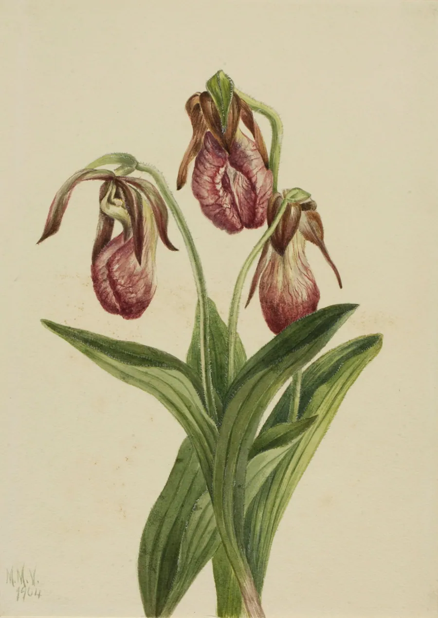 Moccasin Flower (Cypripedium acaule) by Mary Vaux Walcott, born Philadelphia, PA 1860-died St. Andrews, New Brunswick, Canada 1940