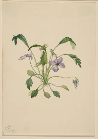 Southern Bird's Foot Violet (Viola digitata)