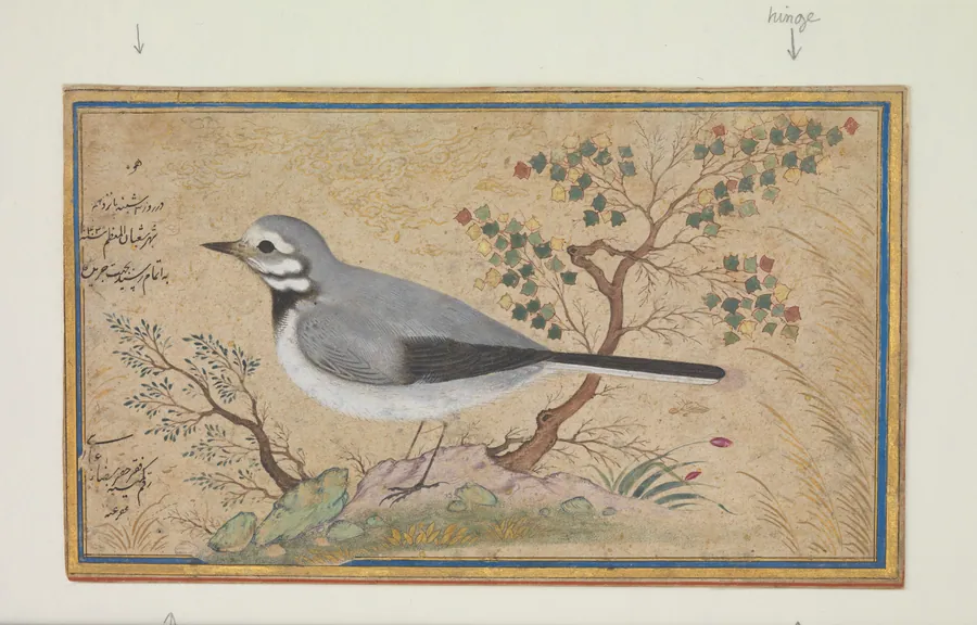 Study of a Bird by Riza-yi 'Abbasi