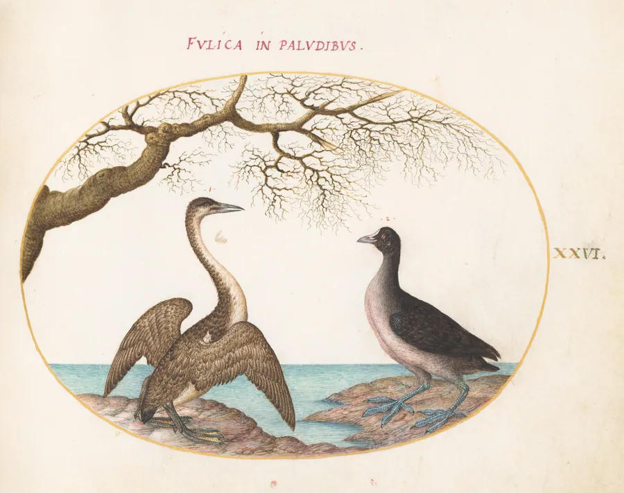 Plate 26: Cormorant and Coot by Joris Hoefnagel