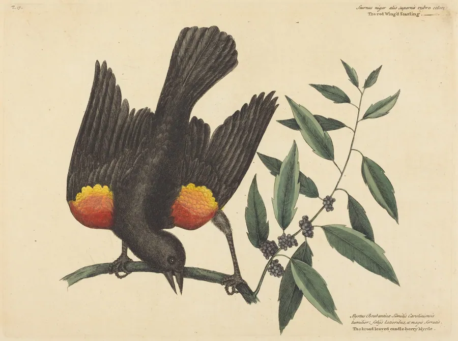 The Red Winged Starling (Oriolus phoeniceus) by Mark Catesby