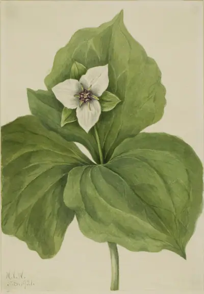 Wax Trillium (Trillium album)