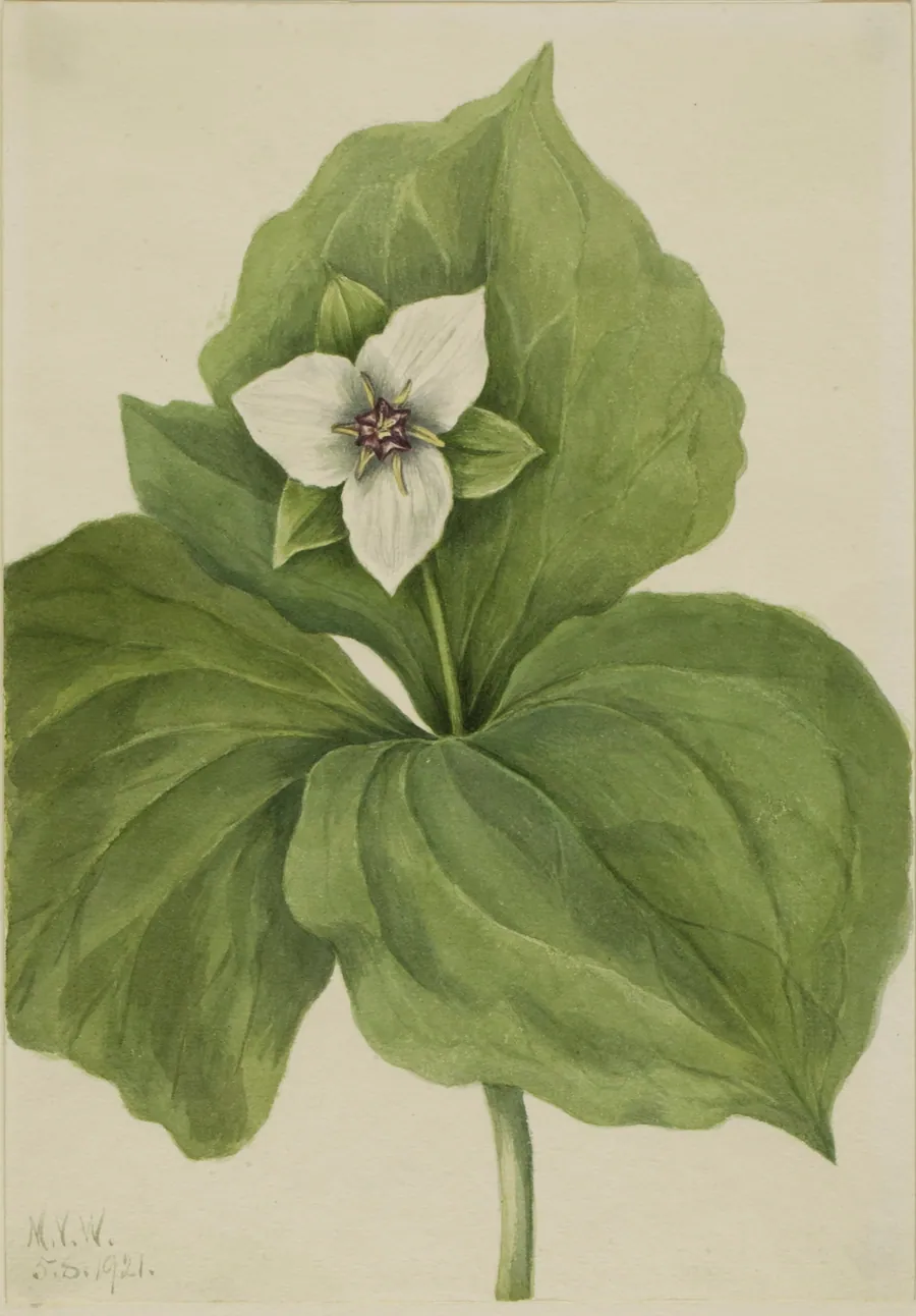 Wax Trillium (Trillium album) by Mary Vaux Walcott, born Philadelphia, PA 1860-died St. Andrews, New Brunswick, Canada 1940