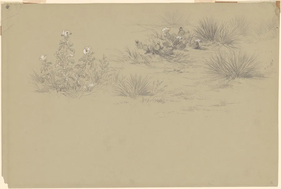 Flowering Bush and Desert Plants by American 19th Century