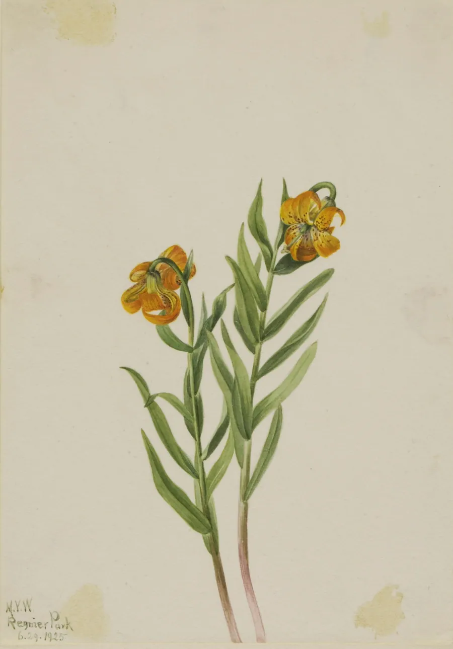Columbia Lily (Lilium columbianum) by Mary Vaux Walcott, born Philadelphia, PA 1860-died St. Andrews, New Brunswick, Canada 1940