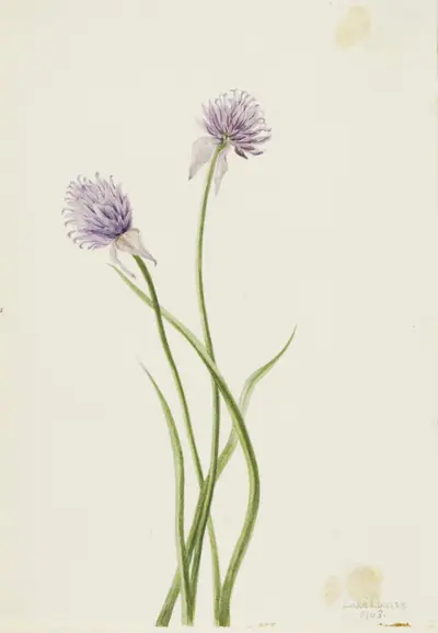 Siberian Onion (Allium sibericum)