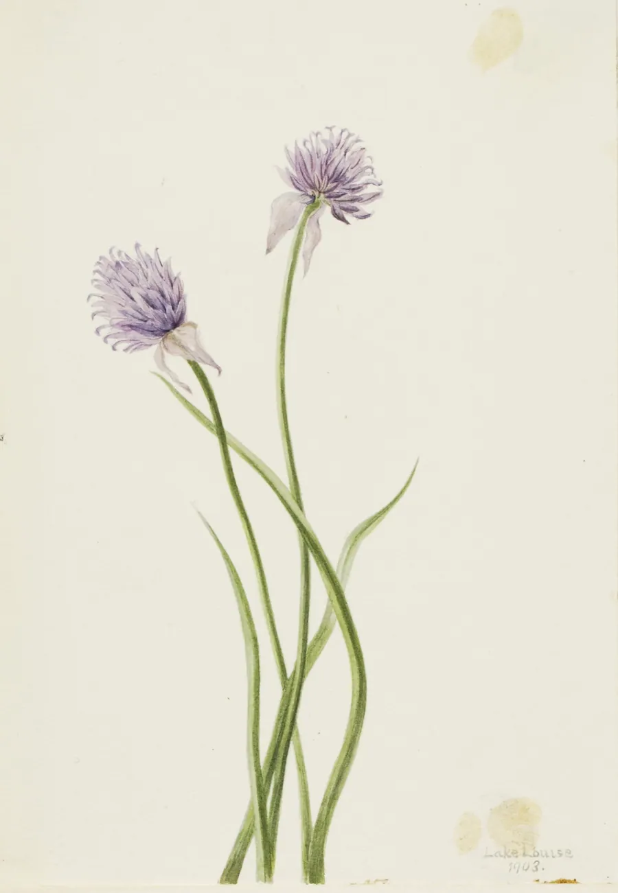 Siberian Onion (Allium sibericum) by Mary Vaux Walcott, born Philadelphia, PA 1860-died St. Andrews, New Brunswick, Canada 1940
