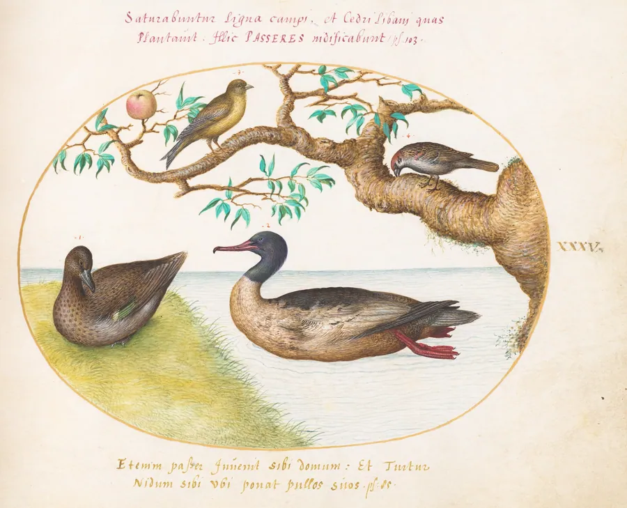 Plate 35: Female Green-Winged Teal, Red-Breasted Merganser(?), Sparrow, and a Greenfinch(?) by Joris Hoefnagel