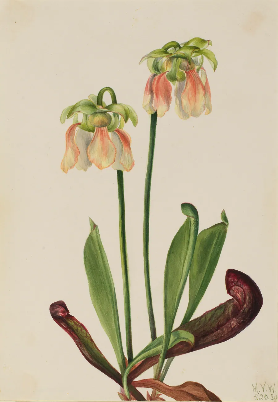 Hybrid Pitcherplant (Sarracenia minor x psittacina) by Mary Vaux Walcott, born Philadelphia, PA 1860-died St. Andrews, New Brunswick, Canada 1940