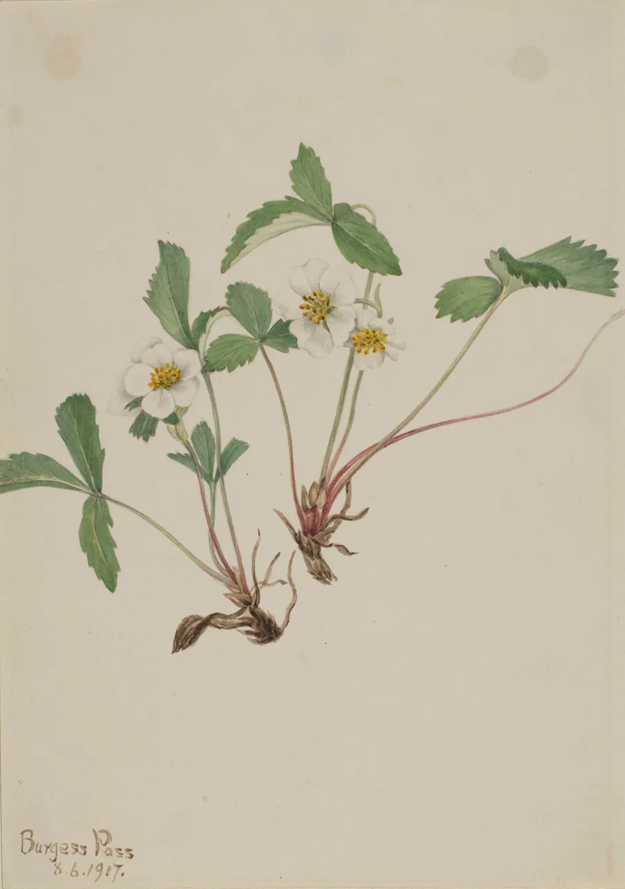 Pale Strawberry (Fragaria glauca) by Mary Vaux Walcott, born Philadelphia, PA 1860-died St. Andrews, New Brunswick, Canada 1940