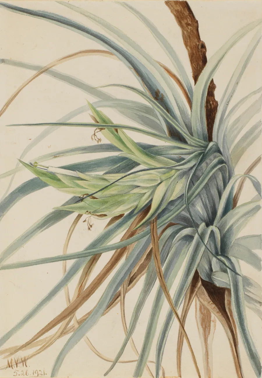 Wild Pineapple (Tillandsia fasciculata) by Mary Vaux Walcott, born Philadelphia, PA 1860-died St. Andrews, New Brunswick, Canada 1940