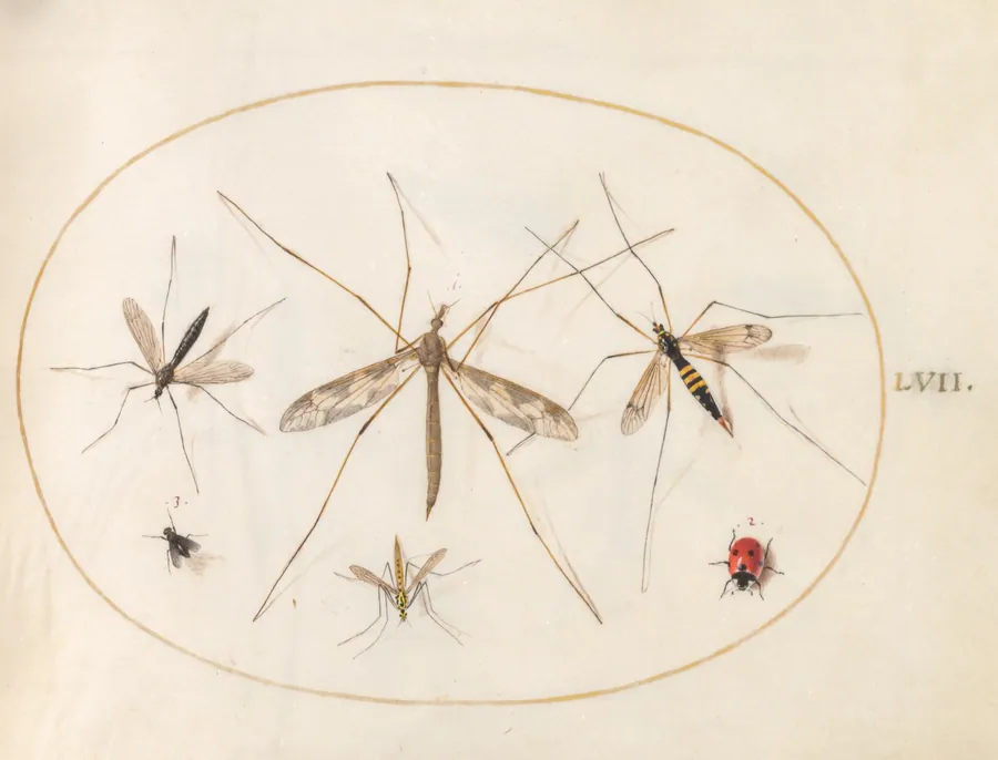 Plate 57: A Ladybug, a Fly, and Four Other Insects by Joris Hoefnagel