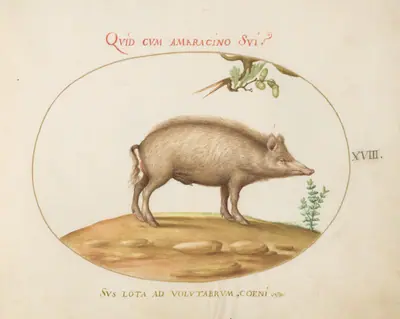 Plate 18: A Pig with Acorns