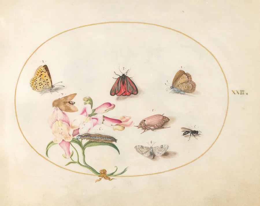 Plate 22: A Cinnabar Moth and a Cockchafer with Butterflies, other Insects, and a Snapdragon by Joris Hoefnagel