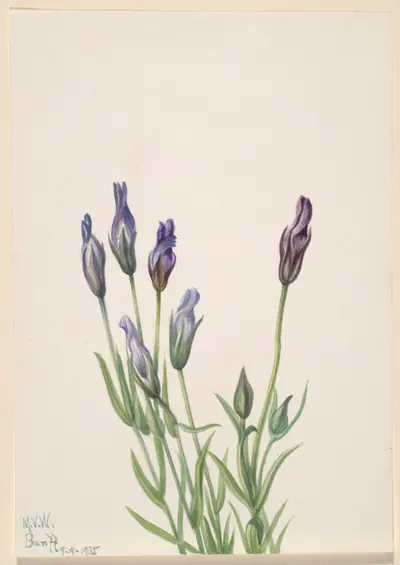 Gentian (Gentiana macounii)