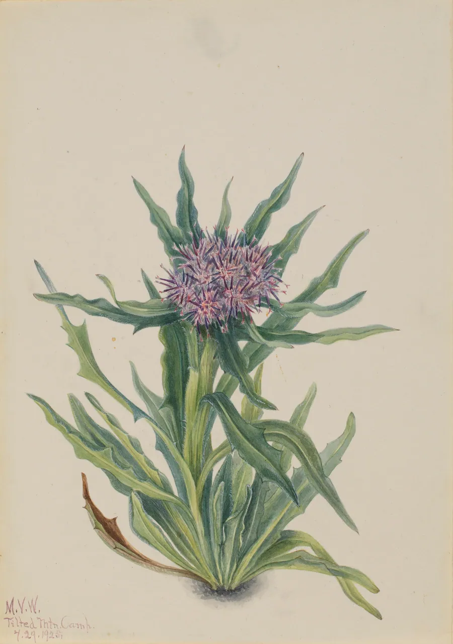 Saussurea (Saussurea densa) by Mary Vaux Walcott, born Philadelphia, PA 1860-died St. Andrews, New Brunswick, Canada 1940