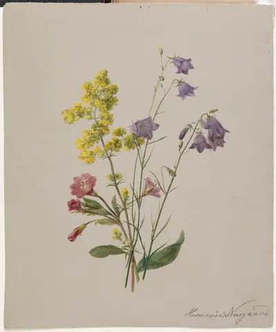 Dueurt, gul snerre og klokkeblomst