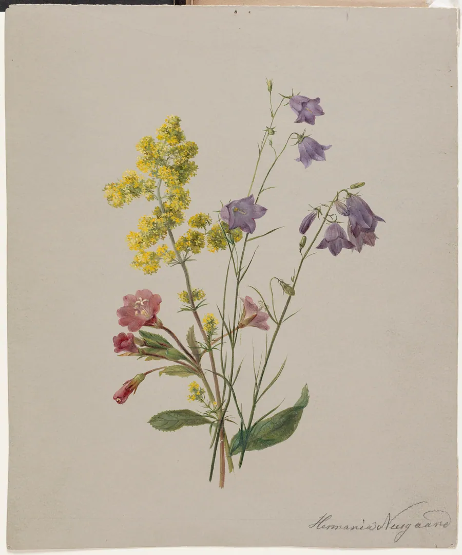 Dueurt, gul snerre og klokkeblomst by Hermania Neergaard