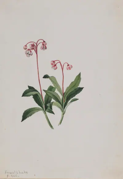 Western Pipsissewa (Chimaphila umbellata)