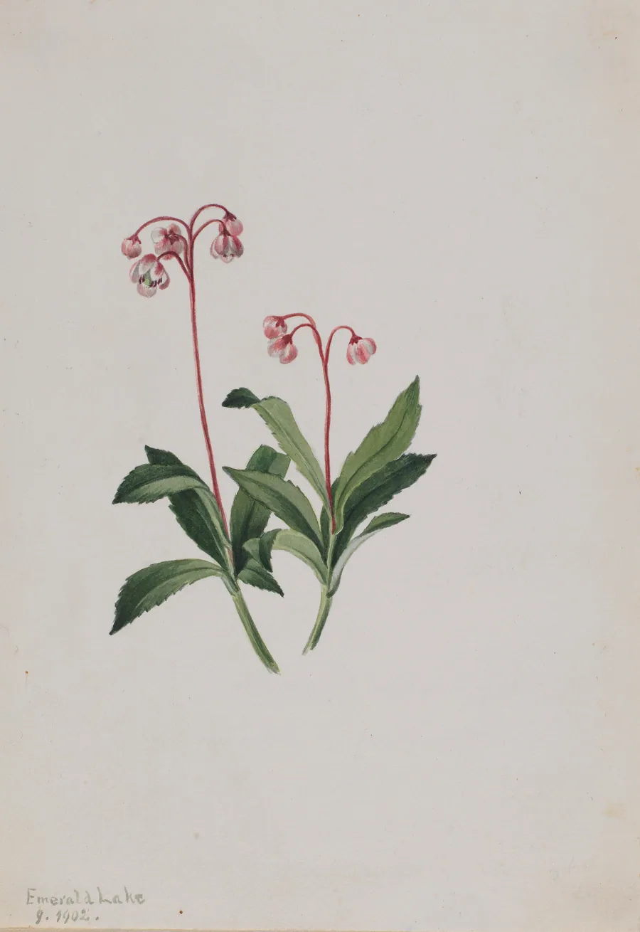 Western Pipsissewa (Chimaphila umbellata) by Mary Vaux Walcott, born Philadelphia, PA 1860-died St. Andrews, New Brunswick, Canada 1940