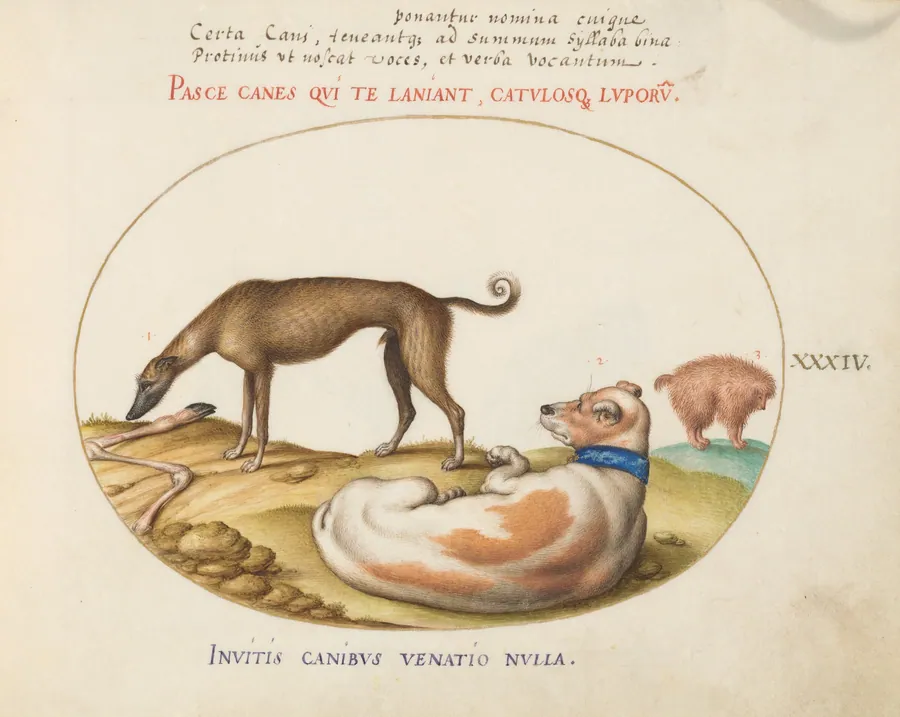Plate 34: Three Dogs, Including a "Mimick" by Joris Hoefnagel