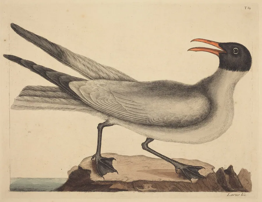 The Laughing Gull (Larus articilla) by Mark Catesby