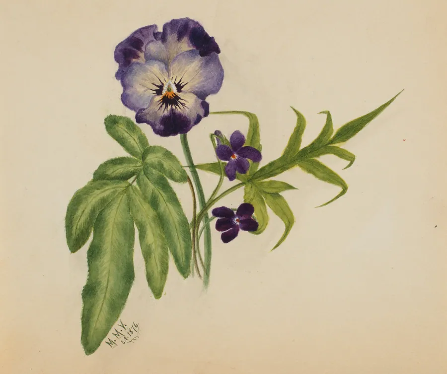 Untitled (Pansy) by Mary Vaux Walcott, born Philadelphia, PA 1860-died St. Andrews, New Brunswick, Canada 1940