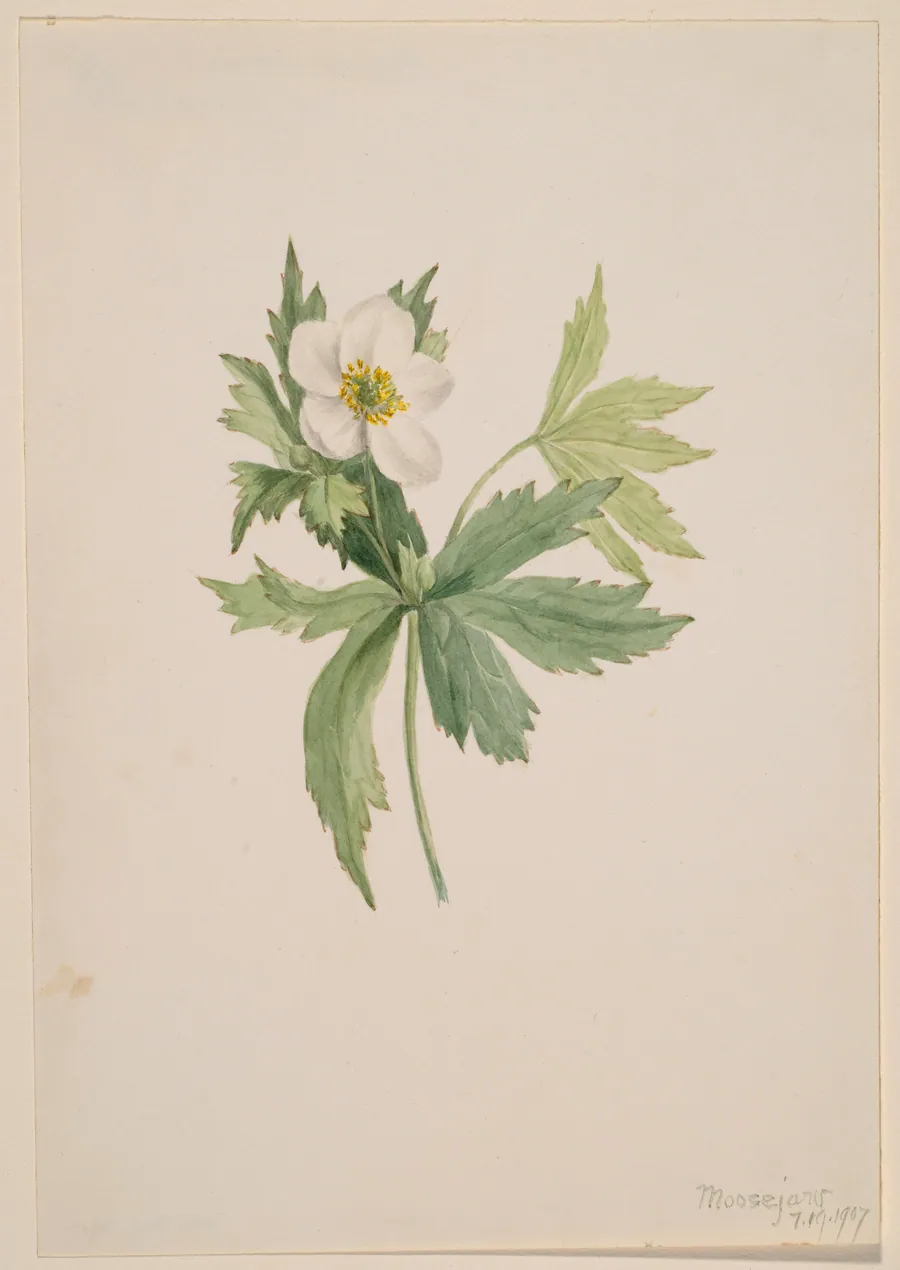 Anemone canadensis by Mary Vaux Walcott, born Philadelphia, PA 1860-died St. Andrews, New Brunswick, Canada 1940
