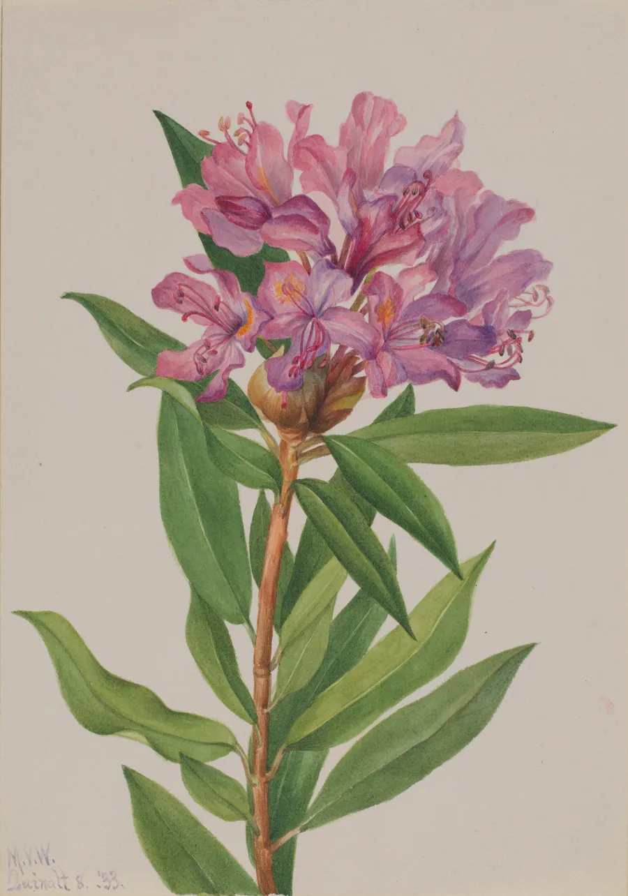 California Rose-Bay (Rhododendron californicum) by Mary Vaux Walcott, born Philadelphia, PA 1860-died St. Andrews, New Brunswick, Canada 1940