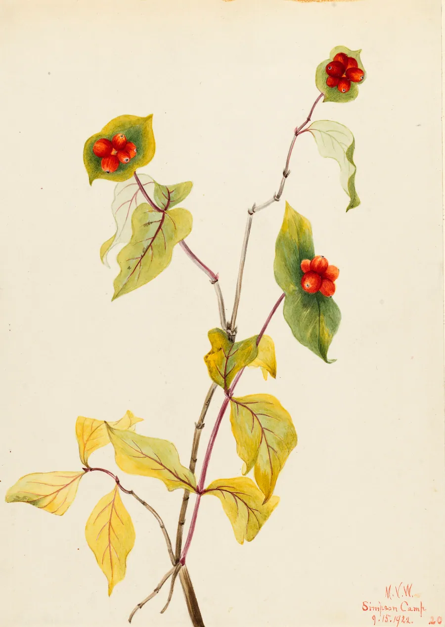 Douglas Honeysuckle (Lonicera glaucescens) by Mary Vaux Walcott, born Philadelphia, PA 1860-died St. Andrews, New Brunswick, Canada 1940