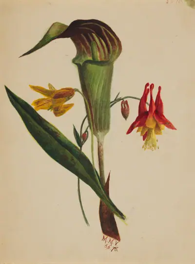 Untitled (Jack in the Pulpit)