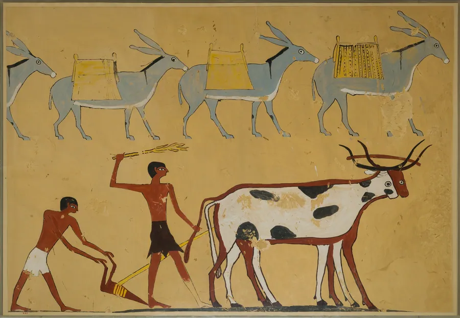 Laden Donkeys and Ploughing, Tomb of Djar by Nina de Garis Davies
