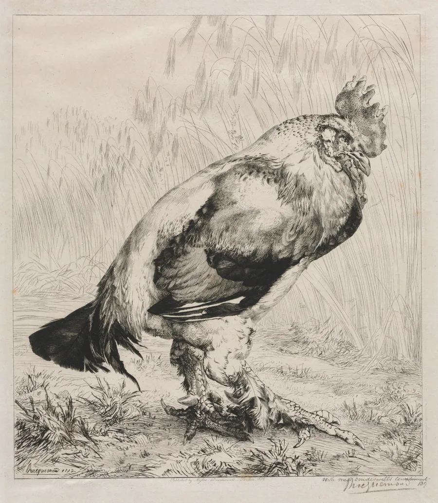 The Old Cock by Félix Bracquemond