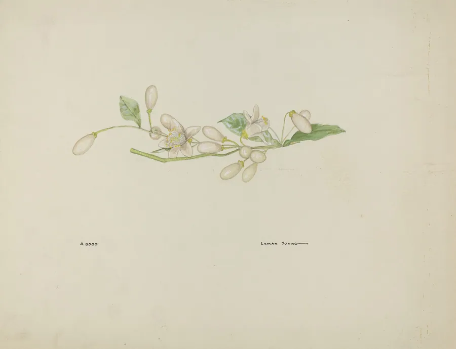 Costume Accessory (Orange Blossoms) by Lyman Young